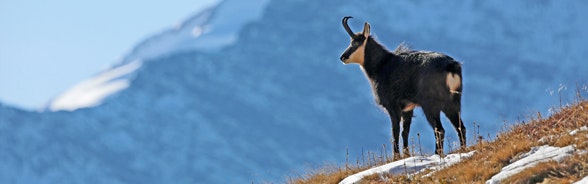 Bandite federali di caccia