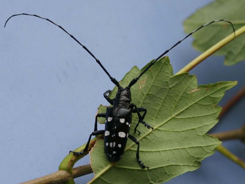 Asiatischer Laubholzbockkäfer - Anoplophora glabripennis