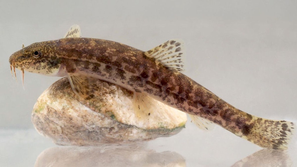 Nord-Voralpine Bartgrundel/Schmerle