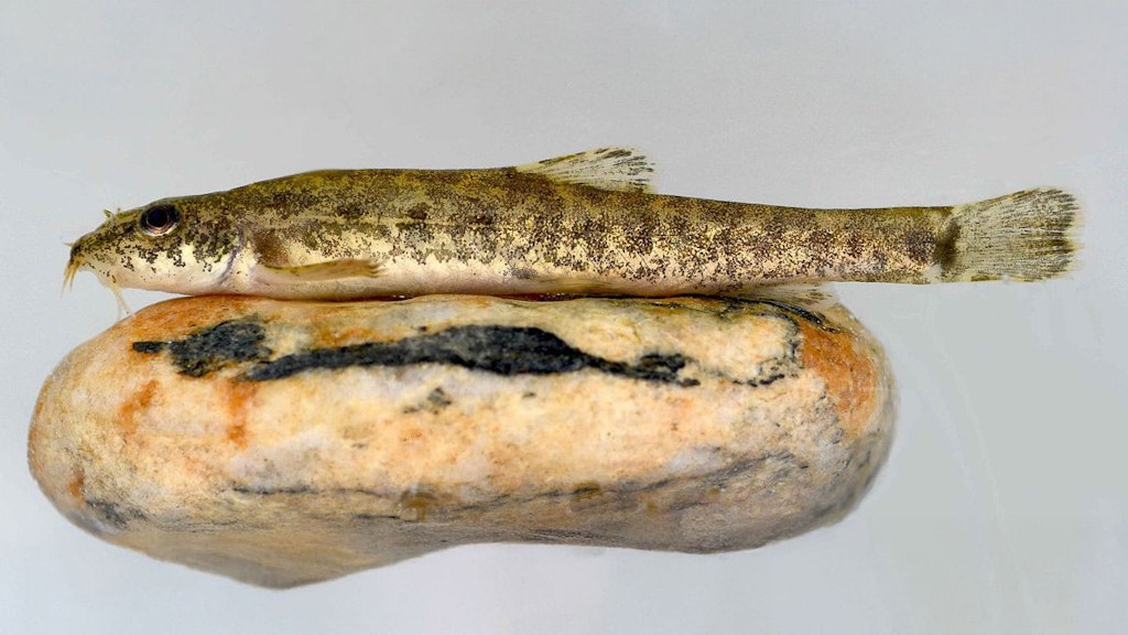 Seebartgrundel/Seeschmerle