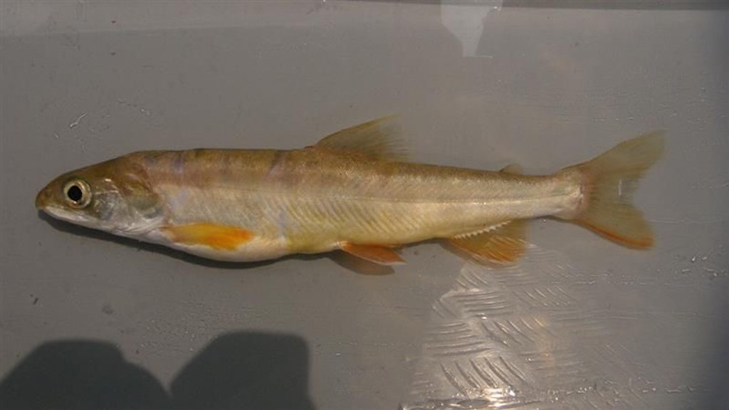 Bodensee Tiefseesaibling