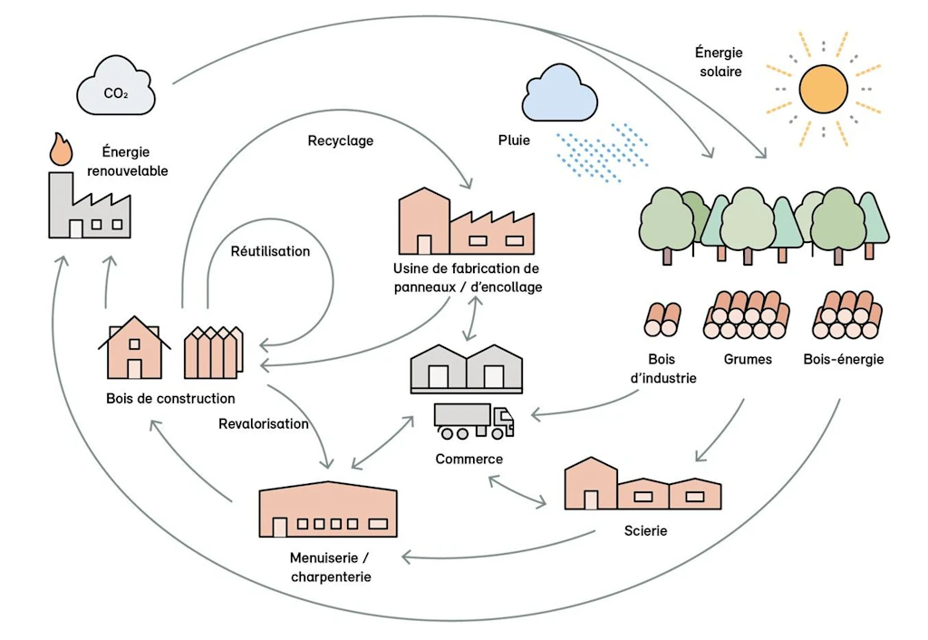 Économie circulaire et utilisation en cascade des produits en bois