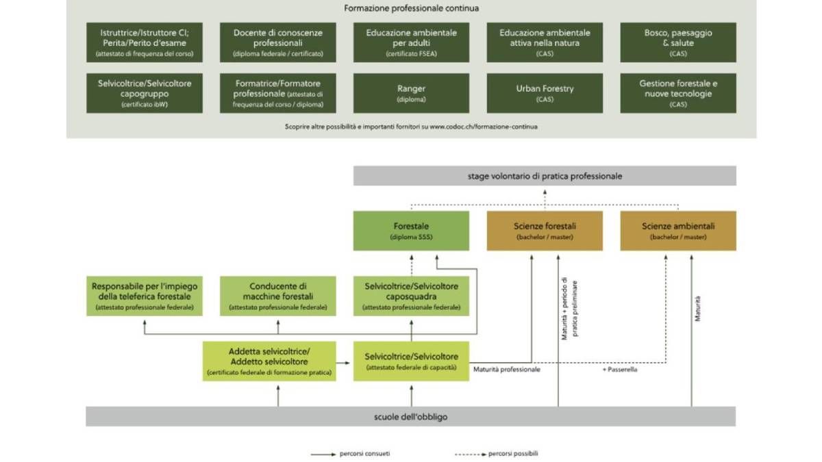 Panoramica delle professioni in campo forestale
