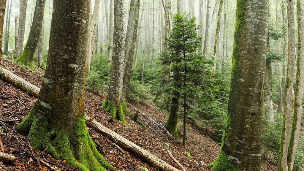 Abete giovane nella foresta di faggi