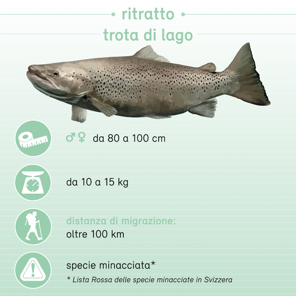 Trota di lago