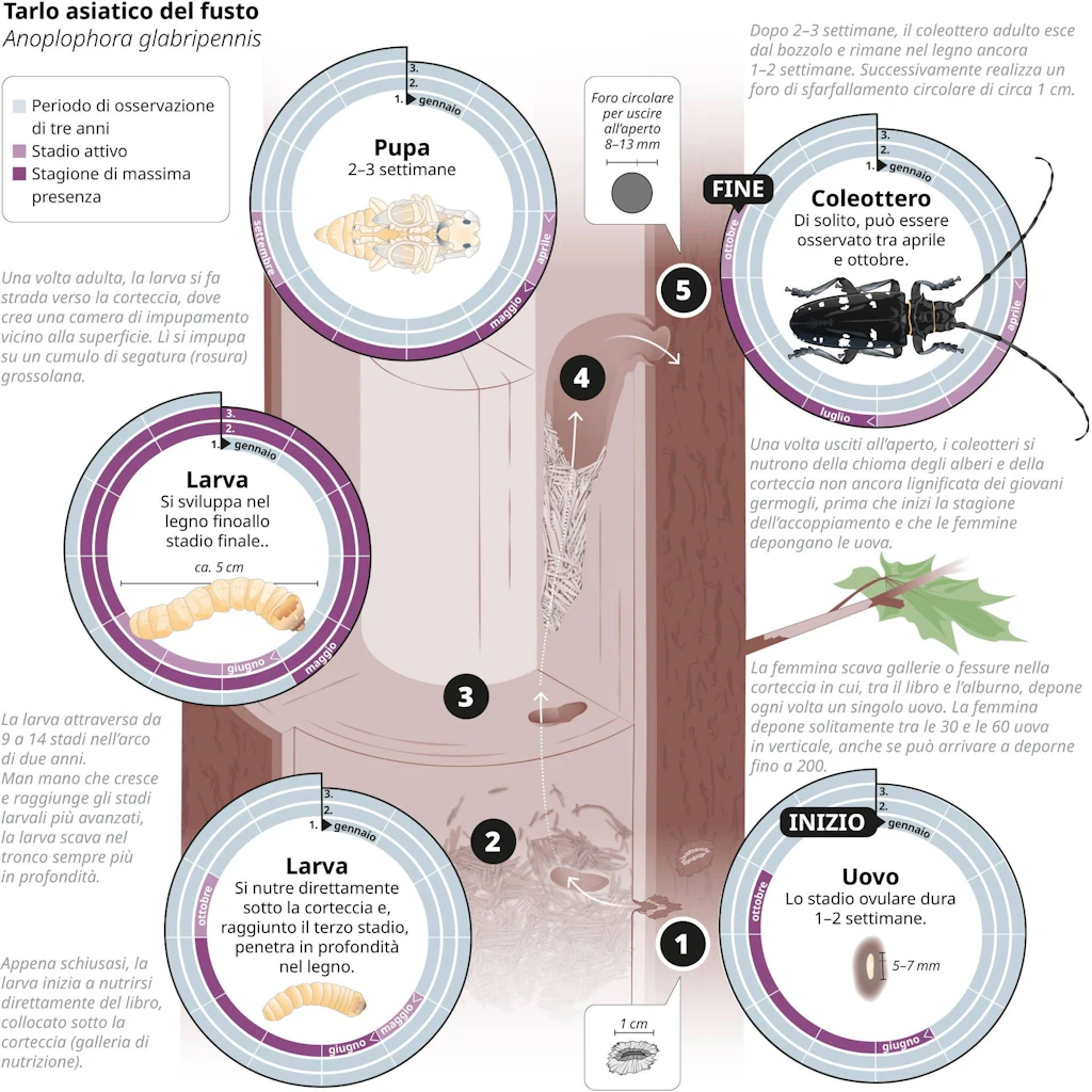 Ciclo di vita Tarlo asiatico del fusto