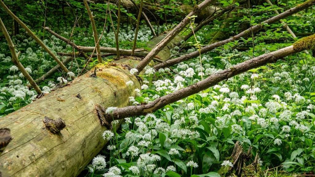 Legno morto e aglio orsino